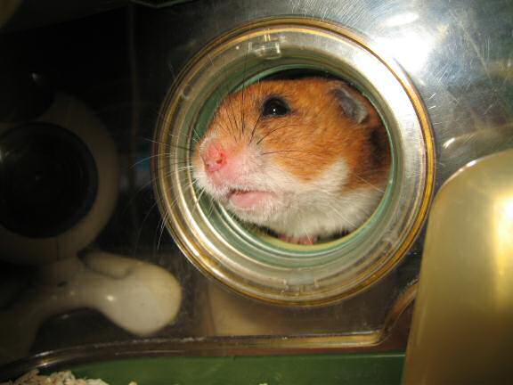 Trick or Treatin' my hamster Lucy on Halloween 2007.