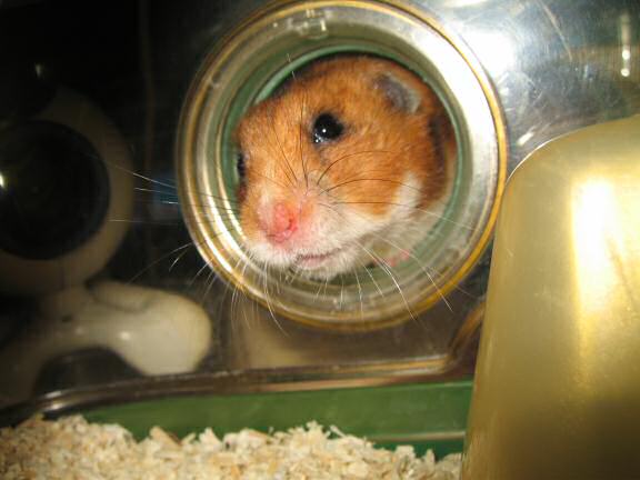 Trick or Treatin' my hamster Lucy on Halloween 2007.