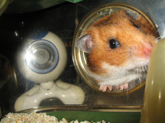 Trick or Treatin' my hamster Lucy on Halloween 2007.