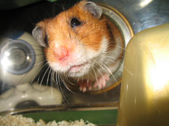 Trick or Treatin' my hamster Lucy on Halloween 2007.