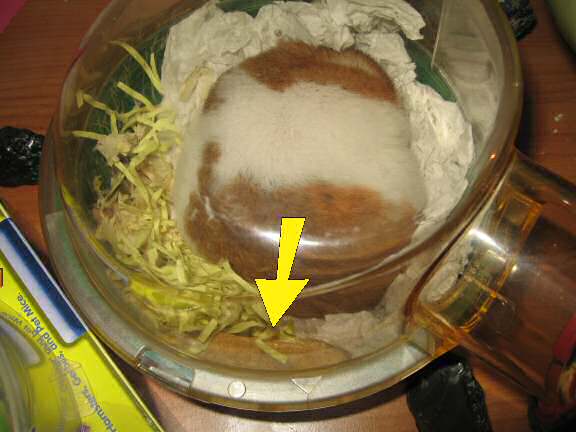 My hamster Lucy mastered the challenge!.