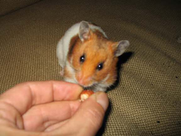 My hamster Lucy enjoying a hazelnut!.