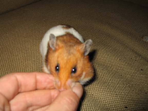 My hamster Lucy enjoying a hazelnut!.