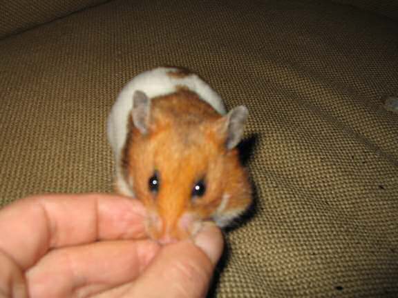 My hamster Lucy enjoying a hazelnut!.