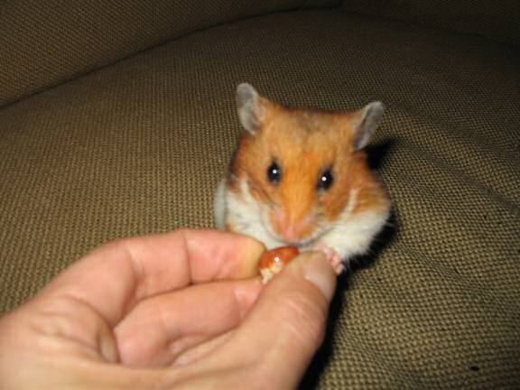 My hamster Lucy enjoying a hazelnut!.