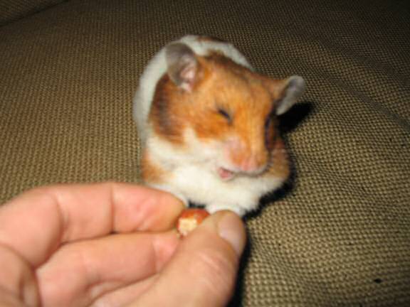 My hamster Lucy enjoying a hazelnut!.