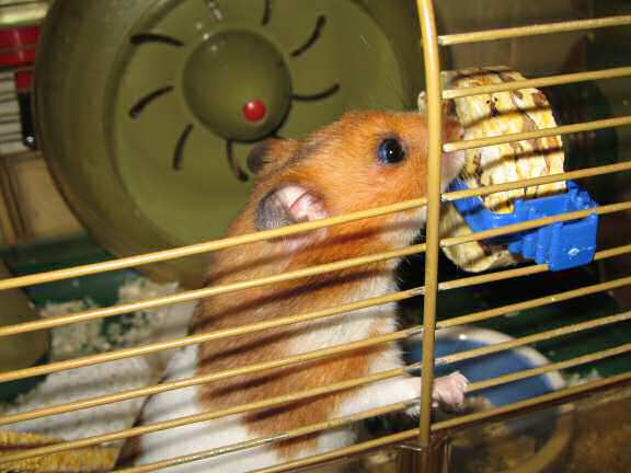My hamster Lucy enjoying her 'Rolling Delight Treat'.