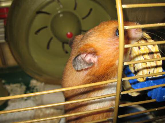 My hamster Lucy enjoying her 'Rolling Delight Treat'.