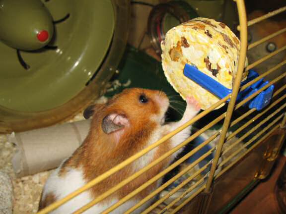 My hamster Lucy enjoying her 'Rolling Delight Treat'.