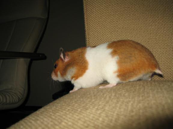 My hamster Lucy exploring the couch.