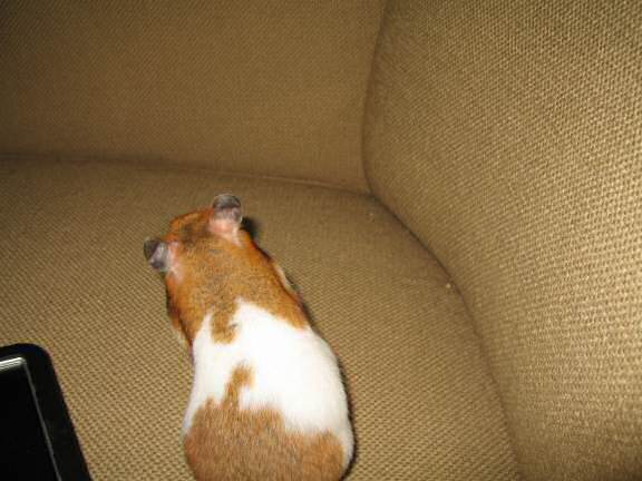 My hamster Lucy enjoying her 'Rolling Delight Treat'.