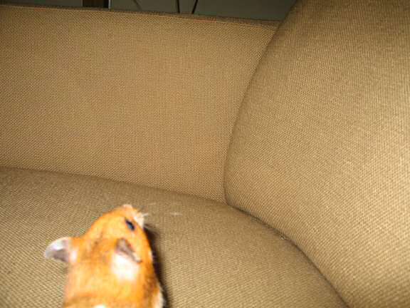 My hamster Lucy enjoying her 'Rolling Delight Treat'.