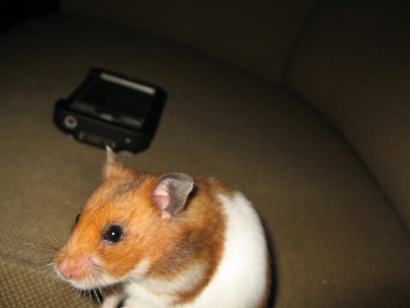 My hamster Lucy enjoying her 'Rolling Delight Treat'.