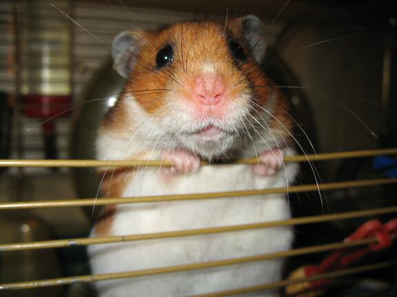 My hamster Lucy being very persuasive.