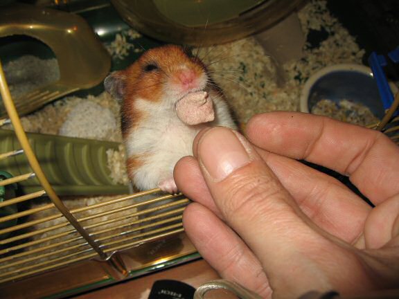 My hamster Lucy being very persuasive.