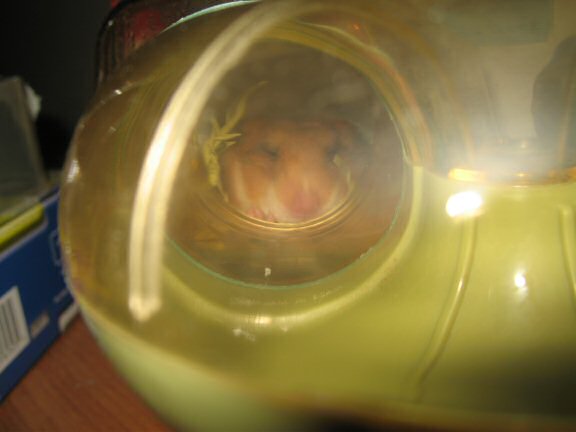 My hamster Lucy being very very LAZY!