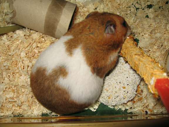 My hamster Lucy enjoying her Kracker-treat!