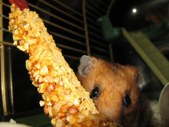 My hamster Lucy enjoying her Kracker-treat!