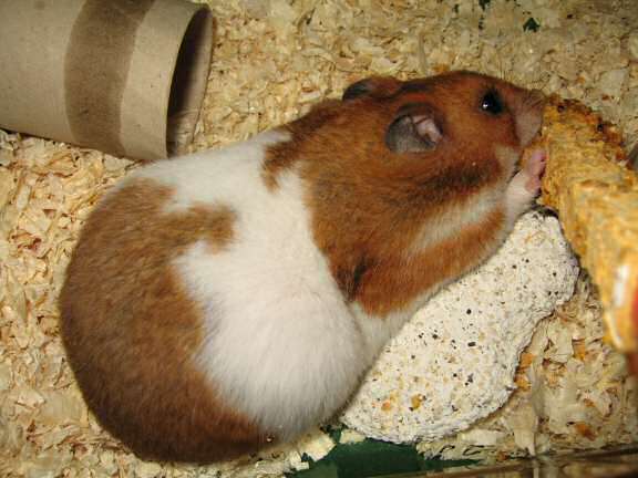 My hamster Lucy enjoying her Kracker-treat!