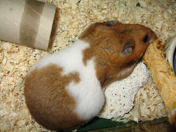 My hamster Lucy enjoying her Kracker-treat!