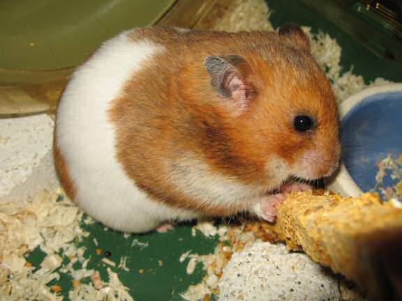 My hamster Lucy enjoying her Kracker-treat!