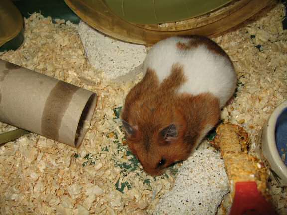 My hamster Lucy enjoying her Kracker-treat!