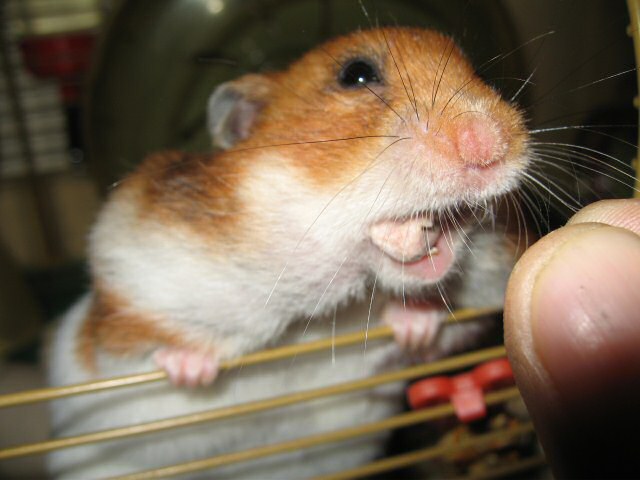 My hamster Lucy enjoying her Wild-Berry-Yoghurt-treat!