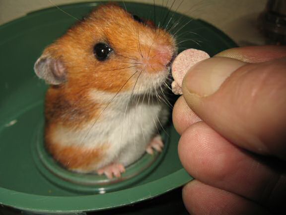 Serving my hamster Lucy a 'Wild-Berry-Yoghurt-Drop'.
