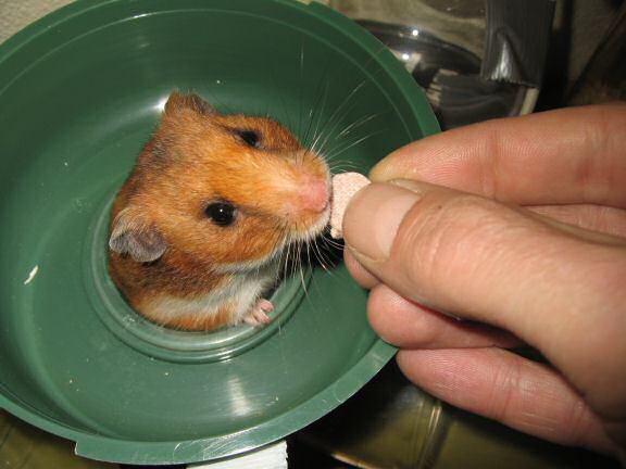 Serving my hamster Lucy a 'Wild-Berry-Yoghurt-Drop'.