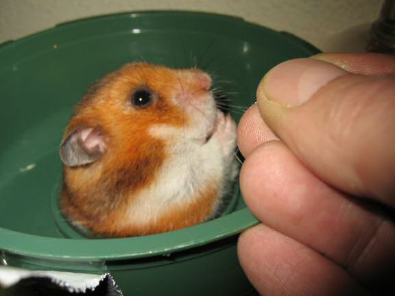 Serving my hamster Lucy a 'Wild-Berry-Yoghurt-Drop'.