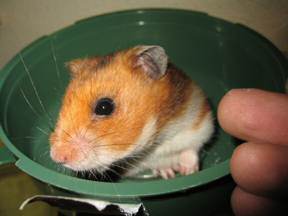 Serving my hamster Lucy a 'Wild-Berry-Yoghurt-Drop'.
