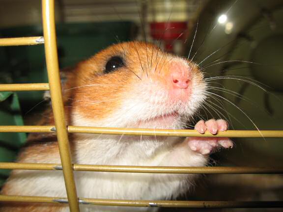 My hamster Lucy, braggin' it to the max !