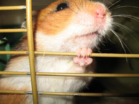 My hamster Lucy, braggin' it to the max !