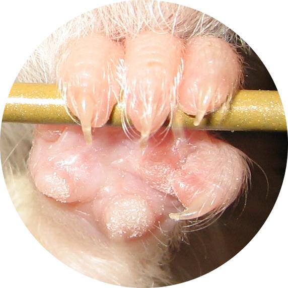 My hamster Lucy, Left Paw !