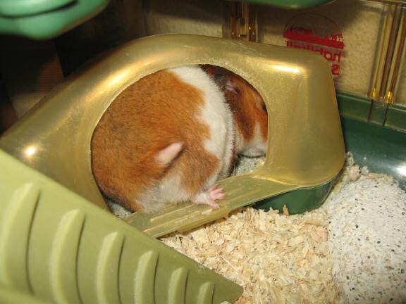 My hamster Lucy in need of a bathroom break.