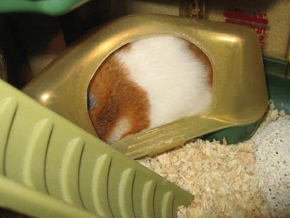 My hamster Lucy in need of a bathroom break.