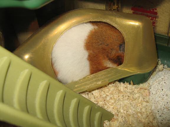 My hamster Lucy in need of a bathroom break.