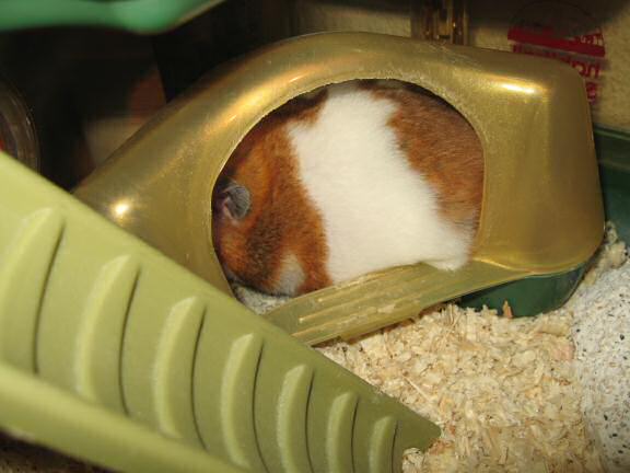 My hamster Lucy in need of a bathroom break.