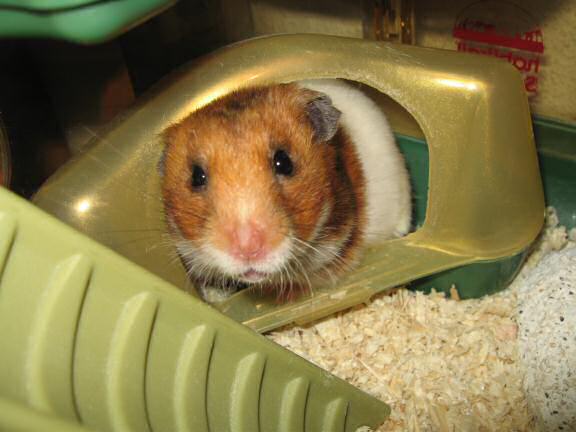 My hamster Lucy in need of a bathroom break.