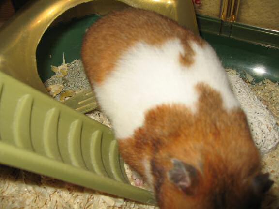 My hamster Lucy in need of a bathroom break.