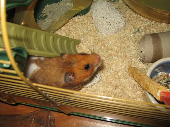 My hamster Lucy being ULTRA CUTE !