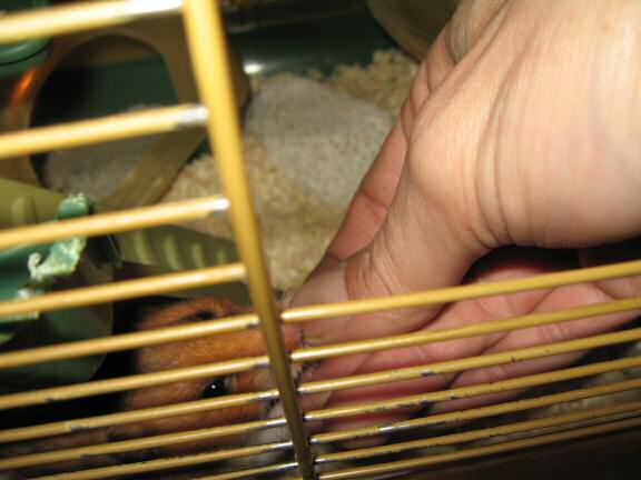 My hamster Lucy being ULTRA CUTE !