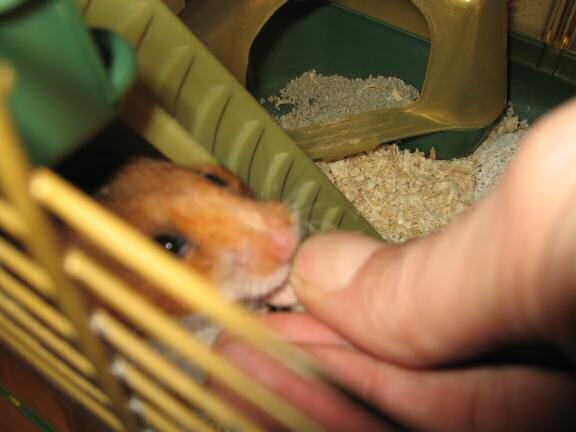 My hamster Lucy being ULTRA CUTE !