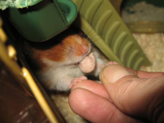 My hamster Lucy being ULTRA CUTE !