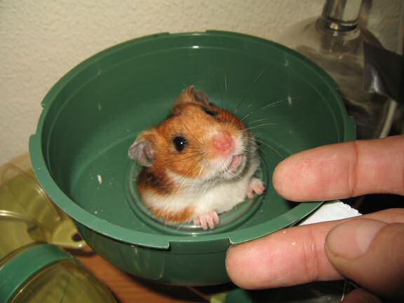 My hamster Lucy being ULTRA CUTE !