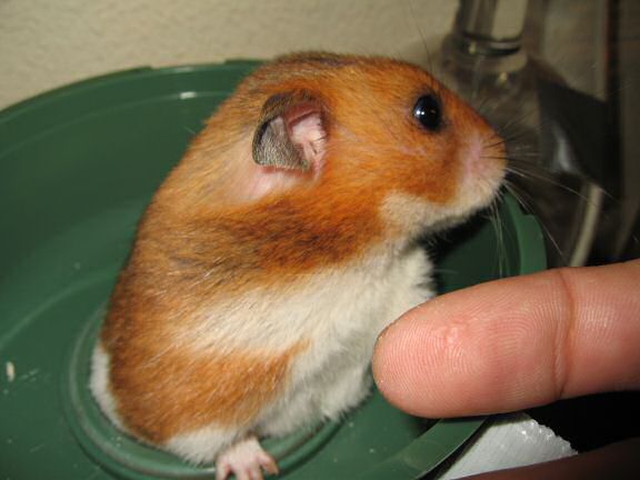 My hamster Lucy being ULTRA CUTE !