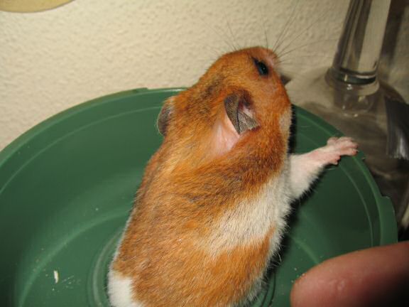 My hamster Lucy being ULTRA CUTE !