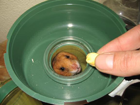 My hamster Lucy's blush