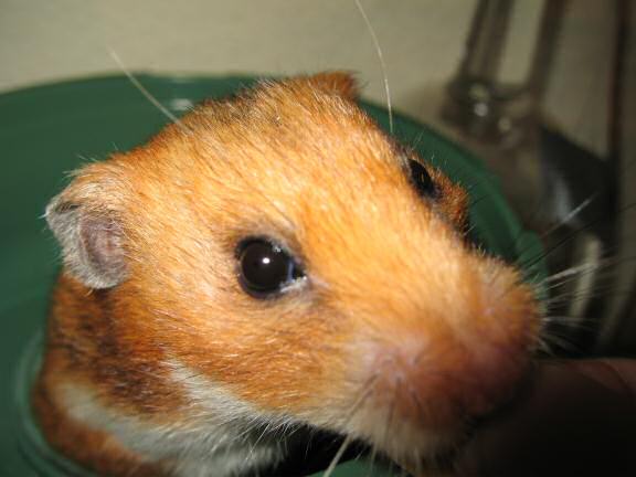 My hamster Lucy's blush