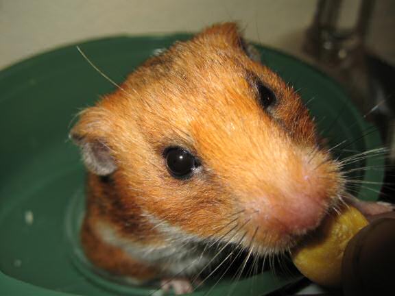My hamster Lucy's blush